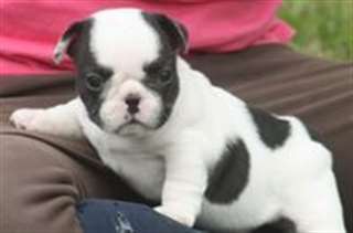 Chiots mini bouledogue français