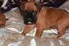 Boxer fauve et blanc chiots - photo 1