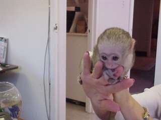 don mon bébé Singe capucin