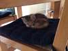 A Donner  chatonne de 2 mois - photo 2