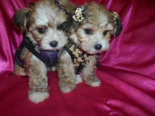 Deux magnifiques chiots yorkshire pour adoption li