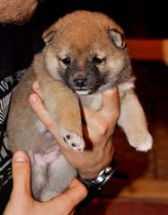 CHIOT shiba inu DISPONIBLE
