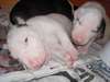 CHIOT bull terrier POUR ADOPTION - photo 1