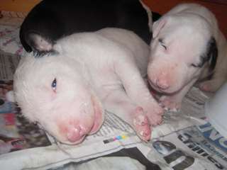 CHIOT bull terrier POUR ADOPTION