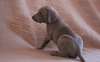 Chiots Weimaraner à vendre - photo 1