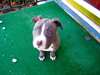 MAGNIFIQUE CHIOT Pitbull à vendre - photo 1
