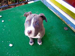 MAGNIFIQUE CHIOT Pitbull à vendre