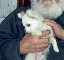 Chihuahua Puppy à vendre