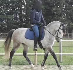 j'offre mon cheval