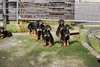 Doberman-german Shepherd Puppies. - photo 1