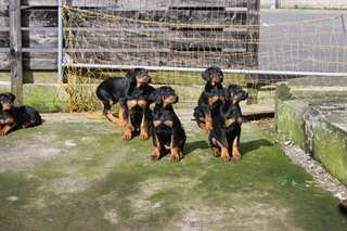 Doberman-german Shepherd Puppies.
