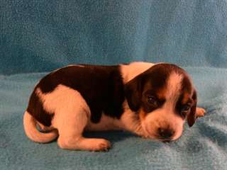Bailey Beaggle chiot pour adoption