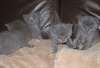 A RÉSERVER 4 ADORABLES CHATONS CHARTREUX - photo 2