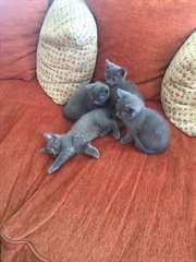 A RÉSERVER 4 ADORABLES CHATONS CHARTREUX