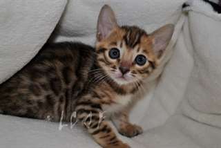 adorable chaton bengal à donner