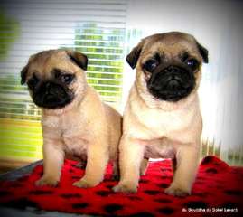 Chiots Carlin sable