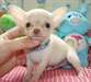 chiots chihuahua - photo 1