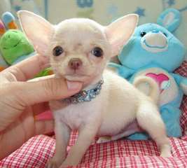 chiots chihuahua