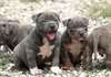 Chiots pitbull Blue Nose disponibles - photo 3