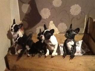 chiots bulldog français. Vous recherchez le meille