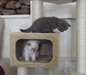 Chatons British Shorthair - photo 1