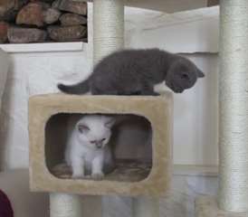 Chatons British Shorthair
