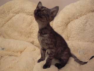 Doux chatons Mau égyptien