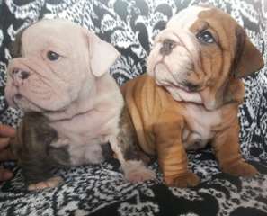 Healthy Bulldog Anglais chiots disponibles