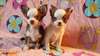 Deux chiots Chihuahua pour adoption. - photo 1