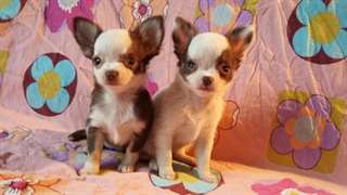 Deux chiots Chihuahua pour adoption.