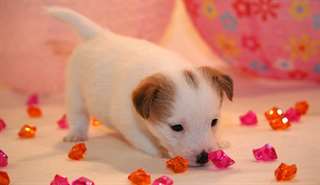 Chiot type jack russel poil court à donner