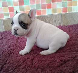 chiot femelle type Bouledogue français à donner