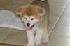 Jolis chiots shiba inu - photo 2