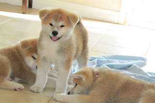 Jolis chiots shiba inu