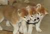 Jolis chiots shiba inu - photo 1