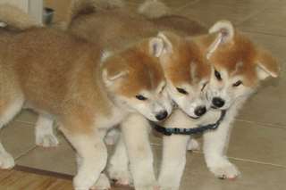 Jolis chiots shiba inu
