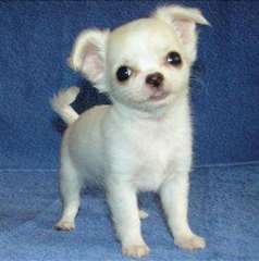 Petits chiots tasse de thé chihuahua pour adoption