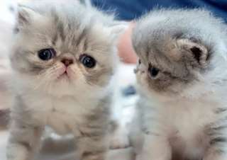 Argent Tipped Chinchilla persan pour adoption