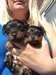 Kc enregistrés Miniature chiots Yorkshire Terrier - photo 1