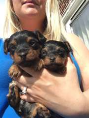Kc enregistrés Miniature chiots Yorkshire Terrier