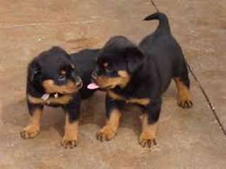 Chiots rottweiler