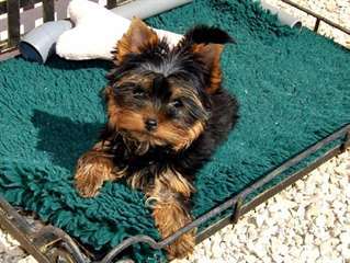 Chiots Yorkshire Terrier