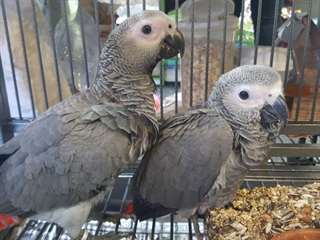 African Grey Parrots pour adoption libre