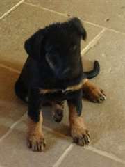 Chiots beauceron à réserver