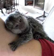 Des b&#233;b&#233; primates bien form&#233; pour vous