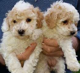 akc chiots jouet caniche pour adoption