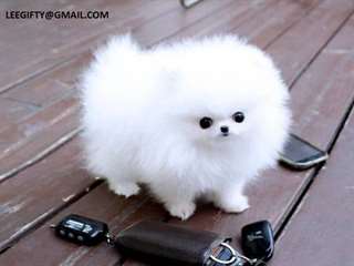 charmants chiots tasse de th&#233; de pomeranian pour a