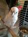 Ducorps Cockatoo pour adoption - photo 1