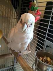 Ducorps Cockatoo pour adoption
