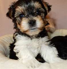 Chiots yorkshire pour adoption.646-583-7072